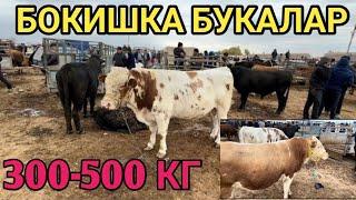 SIMENTAL GEREFORD BUQALAR 300-500KG NARXLARI QANDAY️