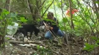 Tangled & alone in the woods for 4 days - Stray Rescue of St.Louis