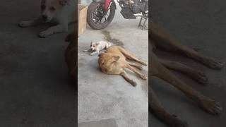 Dogs#shortsfeed#shorts#shortsviral#shortsyoutube#shortsvideo#shortsindia#viralreels#viral#trending