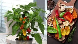 Cottage Farms 1-Piece Fresh Bites Tricolor Pepper Live Plant on QVC