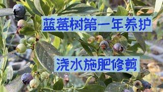 【种蓝莓之三】蓝莓第一年的养护方法｜蓝莓新树苗如何浇水施肥以及是否需要剪枝｜First-Year Blueberry Plant Care