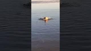 Morning River Meditation #goldenretriever