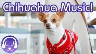 Music for Chihuahuas! Calming Music to Relax Your Chihuahua Dog!