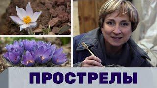 Ольга Бондарева о растениях прострелах, декоративные растения для сада, интервью с садоводом