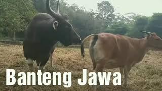 Banteng Jawa yang Identik dengan Sapi Bali #banteng #bantengjawa #bosjavanicus #sapibali