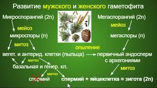 Биология ОГЭ/ЕГЭ  Выпуск 14  Половое размножение семенных растений