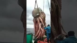 Giant Sea Creatures You Won't Believe Exist!