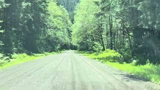 Forest Service Road 2270 pt 4