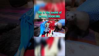 Adorable Ferrets Dancing: Hear the Sound as they DOOK and HISS #shorts #asmr