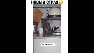 Лучшие #shorts 2021 Приколы Юмор Смех Ржака Тик Ток #shorts