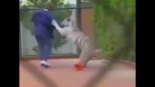 MIKE TYSON PUNCHING & FIGHTING HIS TIGER 1997