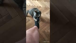 Blind cat jumping on my feet so precisely!