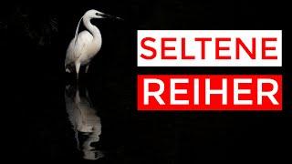 Purpurreiher und Seidenreiher  - seltene Reiher mit @kellerfoto & Samuel Houcken