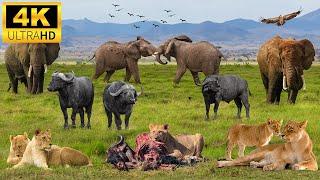 4K African Animals: Ranomafana National Park - Amazing African Wildlife Footage with Real Sounds