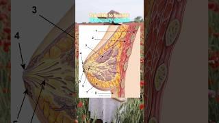 MAMMARY GLANDS DEFINITION to SPANISH | Medical