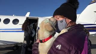 Canine Companions puppies fly with private pilots