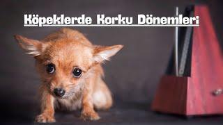 Köpeklerde Korku Dönemleri