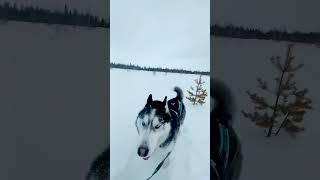 Джек Сусанин #хаскиджек #хаски #husky