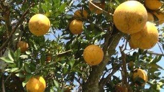 Florida farmers fear crop freeze