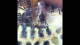 When a Yellow Jacket Enters a Hive