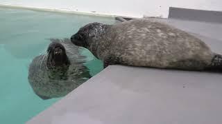 **B-Roll** Harbor Seal Pup