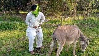 Man with his donkey new video