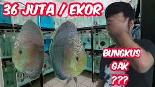 IKAN DISCUS TERMAHAL DAN TERMEWAH DI INDONESIA - 36 JUTA PER EKOR - BUNGKUS GAK YAH?