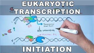 Transcription Initiation in Eukaryotes