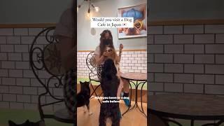 Why aren’t dog cafes a thing in the US #dogcafe #japanvlog #dogcafetokyo