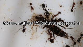 Ants Messor muticus prey on a bug Reduvius personatus/Муравьи Messor muticus охотятся на клопа  