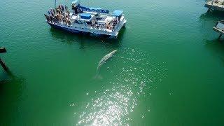 Gray Whale Surprises Beachgoers Inside Dana Point Harbor