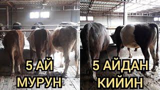 Кенедей бука 5 айда ушунча чоңоюптур