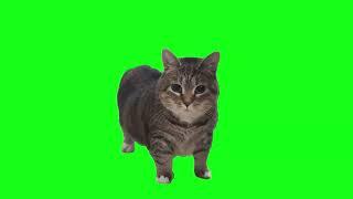 OIIAOIIA CAT but in 4K (Not Actually)