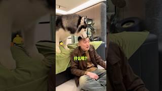 不拆：渣爹，你讓我覺得噁心！#哈士奇 #funnydogs #当我外边有狗了