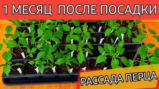 РАССАДА ПЕРЦА / 1 МЕСЯЦ ПОСЛЕ ПОСАДКИ