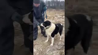  Молодой медвежонок САО  Брюс ищет ! Пост под видео #dog #собака #алабай #animals