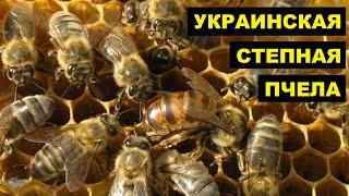 Разведение Украинских степных пчел как бизнес идея | Пчеловодство | Украинская степная пчела