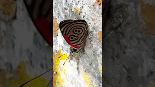 Mariposa te revela los números de la Suerte