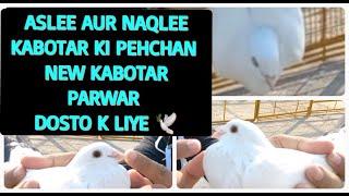 ACHAY AUR BURAY KABOTAR KI PEHCHAN | HOW DEFINE GOOD PIGEON | Vlogger Pigeons Star | shahzad qureshi