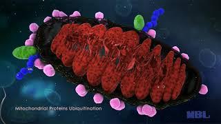 Keima-Red Fluorescent Protein Vector for Mitophagy Monitoring in Living Cells