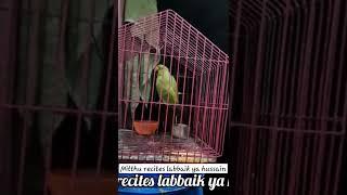 mitthu recites labbaik ya hussain #labbaikyahussain #parrots #shorts