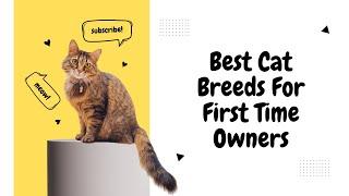 Best Cat Breeds For First Time Owners