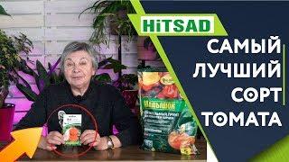 Какой сорт томата САМЫЙ Урожайный ️ Лучший Томат  Монгол карлик ️