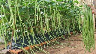 Good tips to grow long beans at home without care