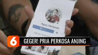 Pemerhati Satwa Laporkan Pria yang Memperkosa Anjing saat Istrinya Sedang Hamil