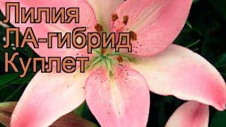 Лилия ла-гибрид Куплет (lilium la-hybrid couplet)  Куплет обзор: как сажать, луковицы лилии Куплет