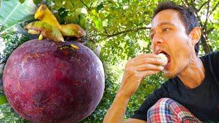 How To Eat MANGOSTEEN!! Harvesting + Cooking Mangosteen Curry! | Fruit Paradise in Thailand!