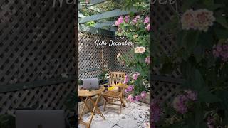 Lantana Flower: My Little Garden Corner in December 