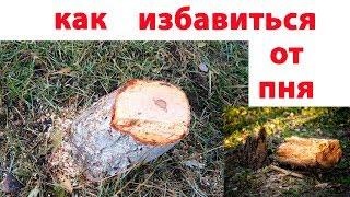 Как легко и без усилий избавиться от ненужного пня