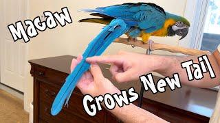 Macaw Grows New Tail Feathers! How Parrot Tail Forms